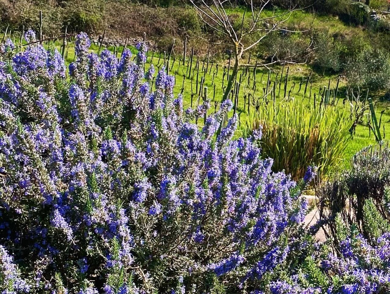 לאבין Villa Yucca Istra מראה חיצוני תמונה